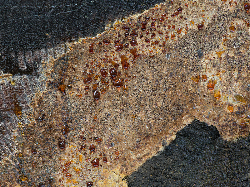 Phellinus pouzarii